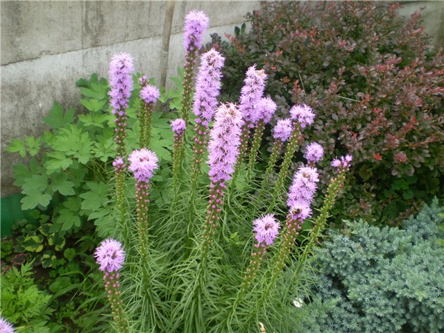 listris